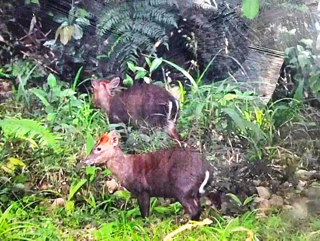 View - 	Động vật cực hiếm xuất hiện liên tục tại Vườn Quốc gia Bạch Mã