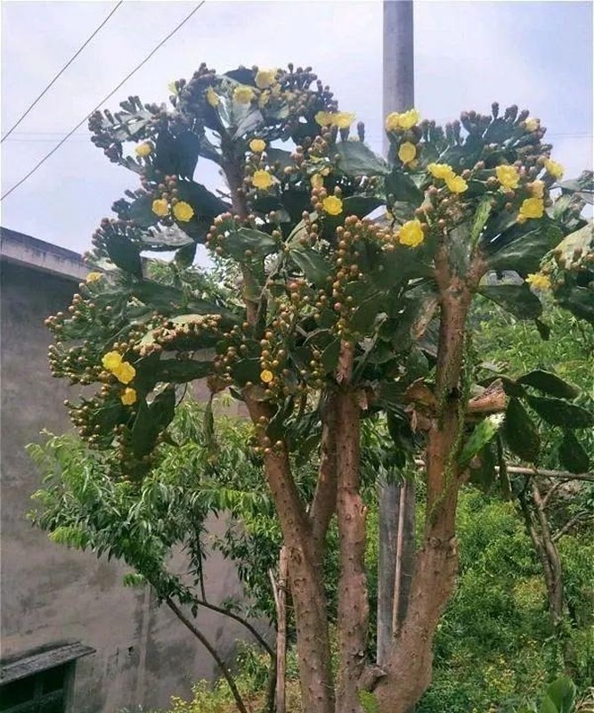 Cay canh ba dao chan tai cho gia dinh, toan than la bau vat-Hinh-2