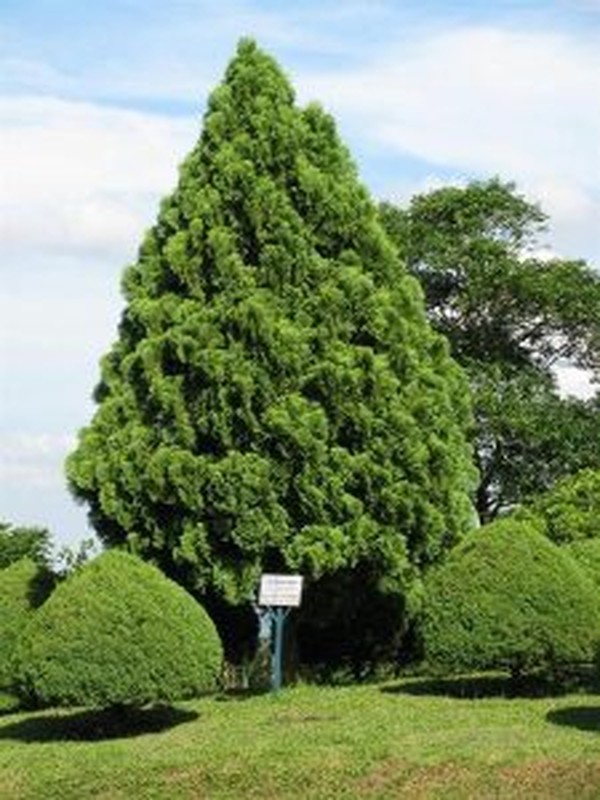 Cac cu dan: “Trong san khong trong 3 cay, con chau binh an, vo su