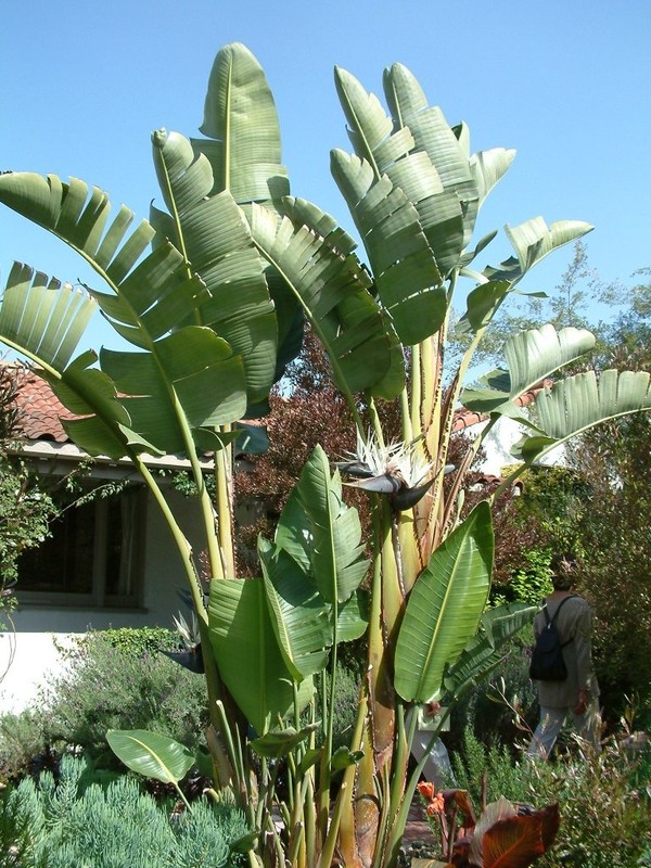 View - 	Cây cảnh tài lộc lá to thanh lọc không khí thu hút phước lành