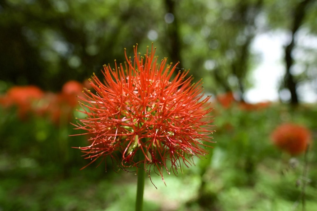 Cay canh cat tuong, hoa do nhu mau, 'dot' moi anh nhin-Hinh-15