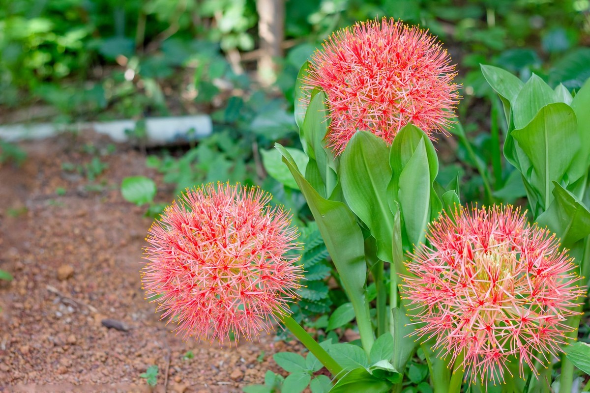 Cay canh cat tuong, hoa do nhu mau, 'dot' moi anh nhin-Hinh-18