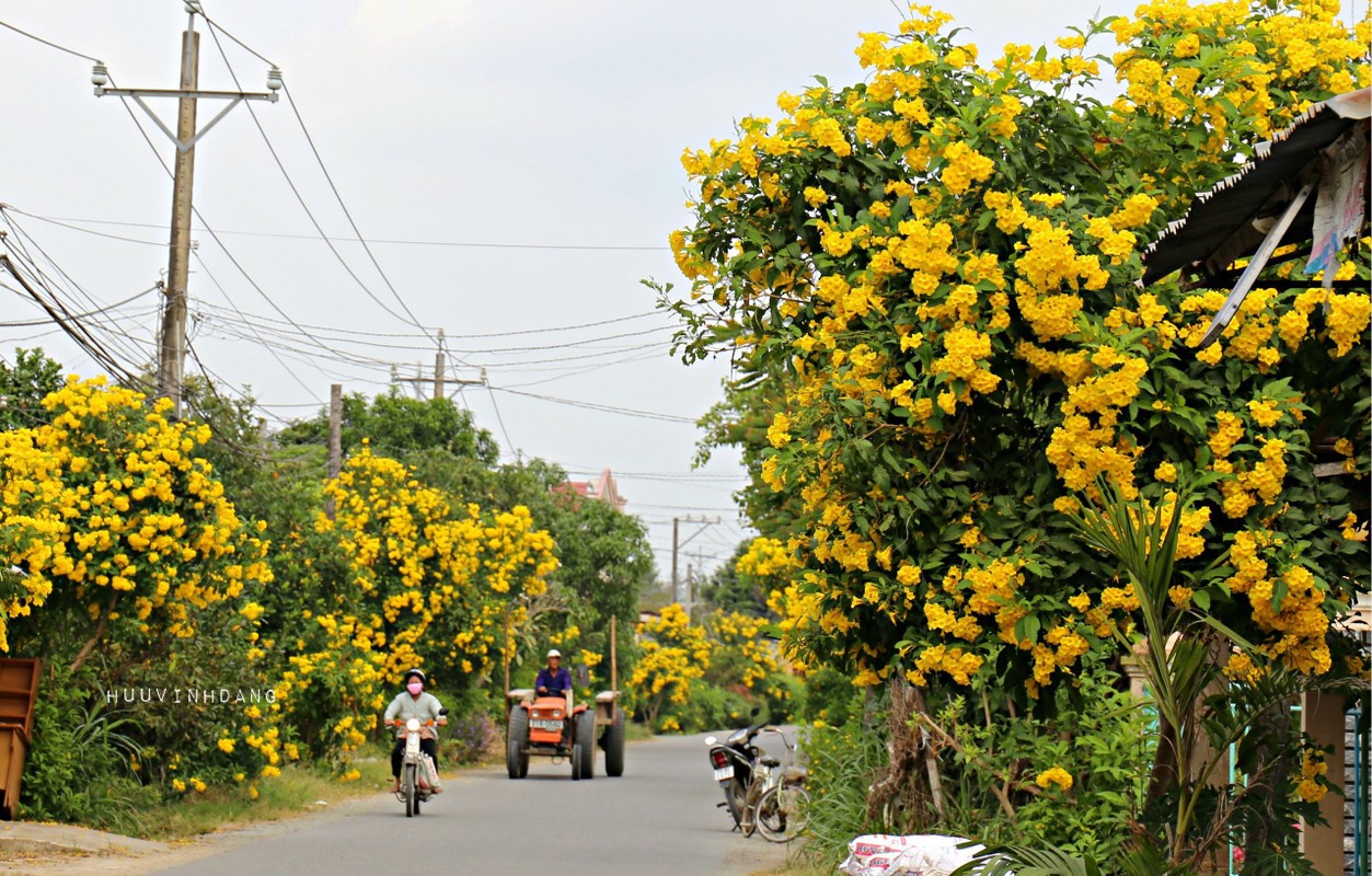 View - 	Cây cảnh may mắn tỏa sáng rực rỡ mang tài lộc vào nhà