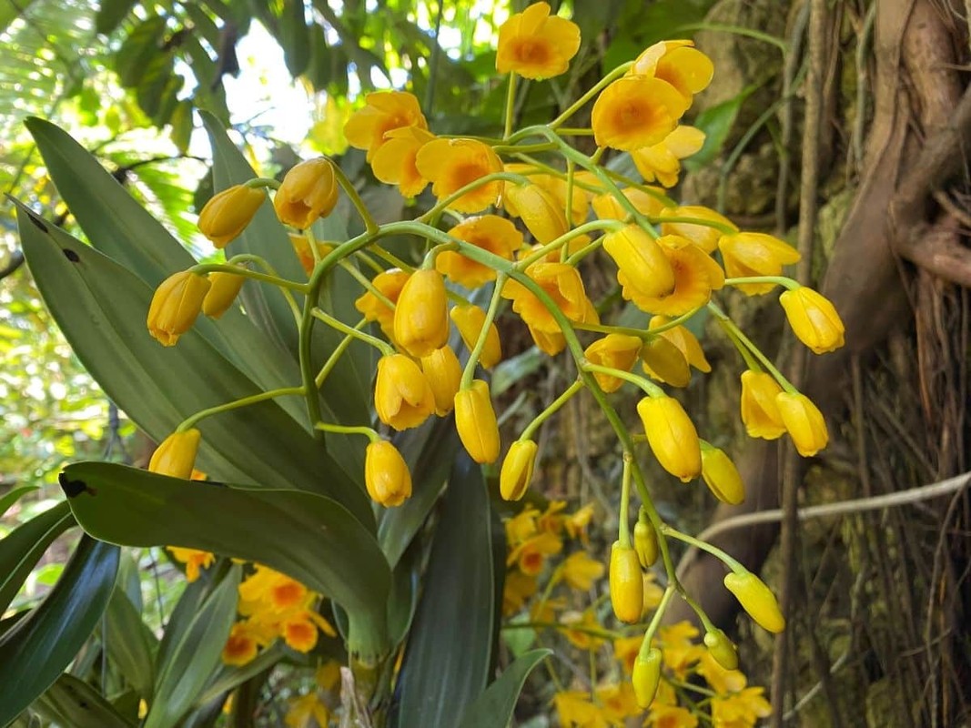 Cay canh 'tien thao', trong trong nha phu quy ngut ngan nhu may-Hinh-10