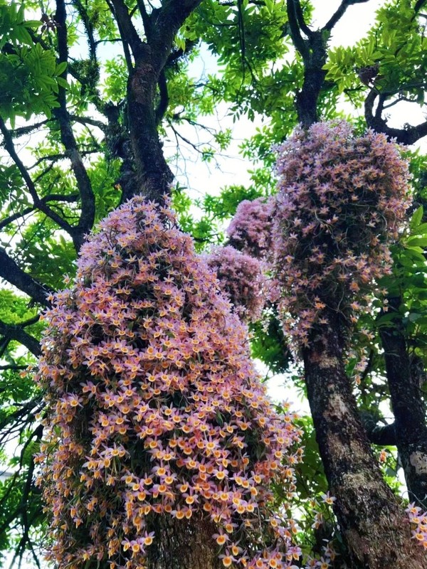 Cay canh 'tien thao', trong trong nha phu quy ngut ngan nhu may-Hinh-3