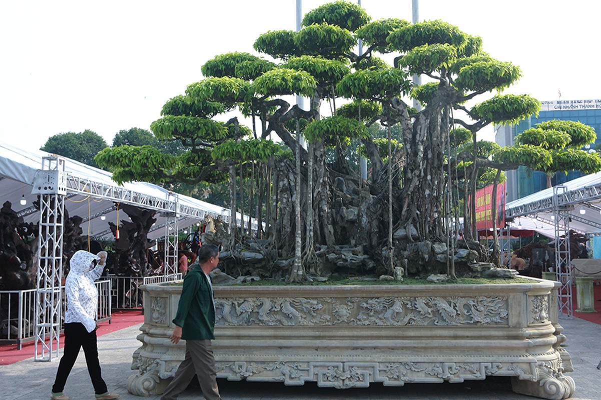 Cay canh dat gia, trong 1 cay con chau huong phuc nhieu doi-Hinh-4