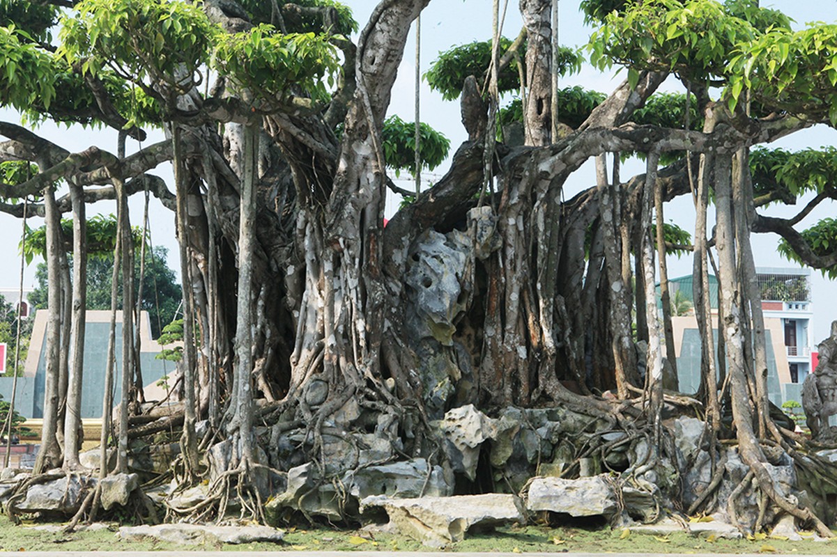 Cay canh dat gia, trong 1 cay con chau huong phuc nhieu doi-Hinh-5