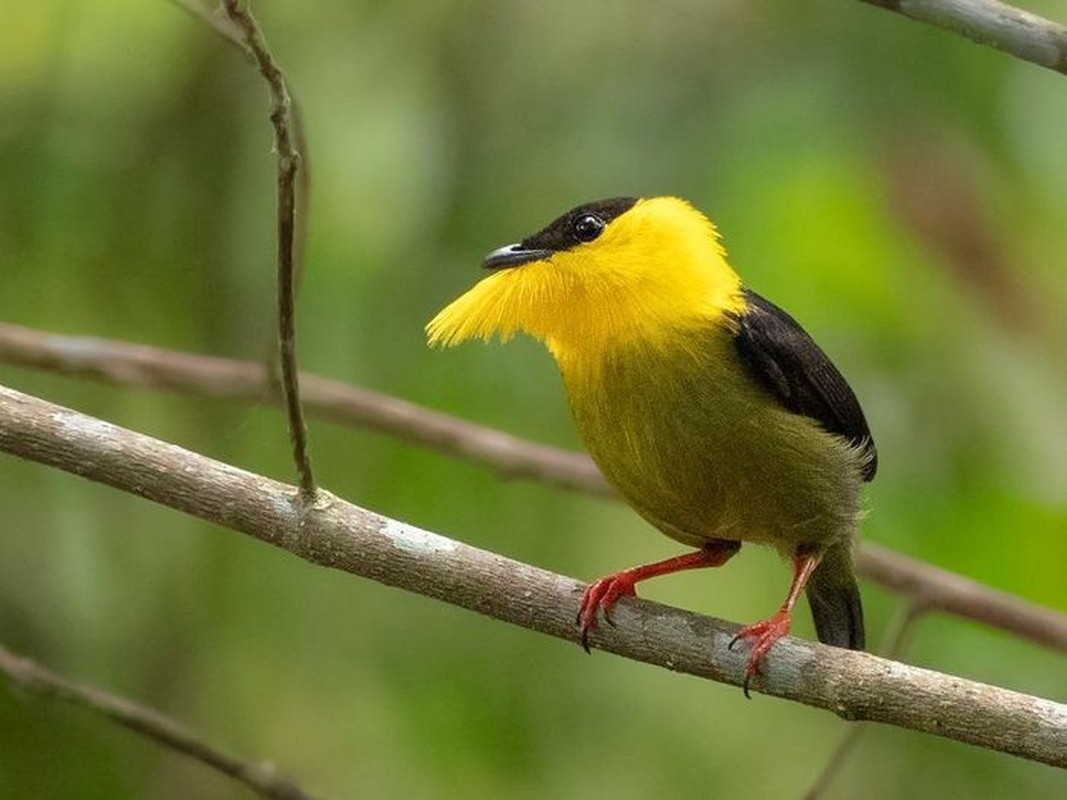 Tieng keu ky la thu hut ban tinh cua loai chim di chau My-Hinh-8