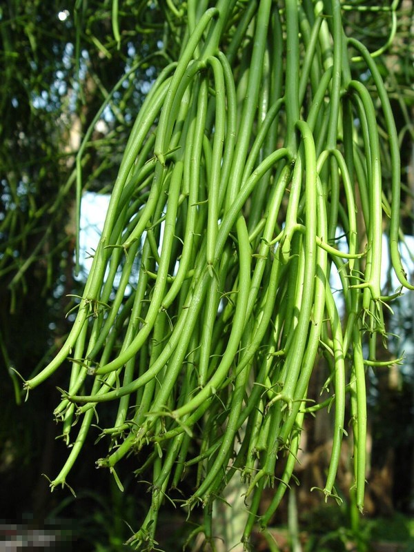 Cay canh hut loc, so khi nghe ten nhung cuc ky manh me-Hinh-5