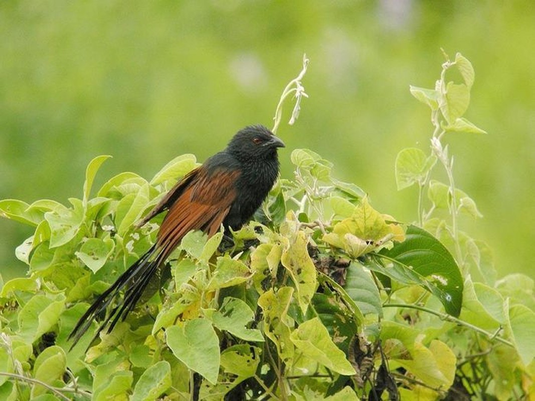 Loai chim tu chua benh, bat duoc ran, trong nha-Hinh-3