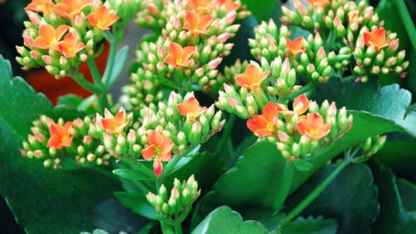 5 cay canh mang lai may man cho gia chu, nhat dinh phai trong-Hinh-13