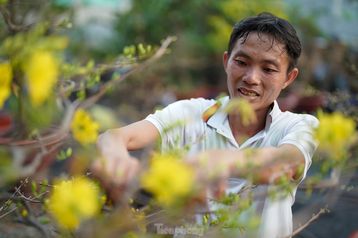 Vuon mai tien ty o TPHCM hoi ha vu Tet-Hinh-12