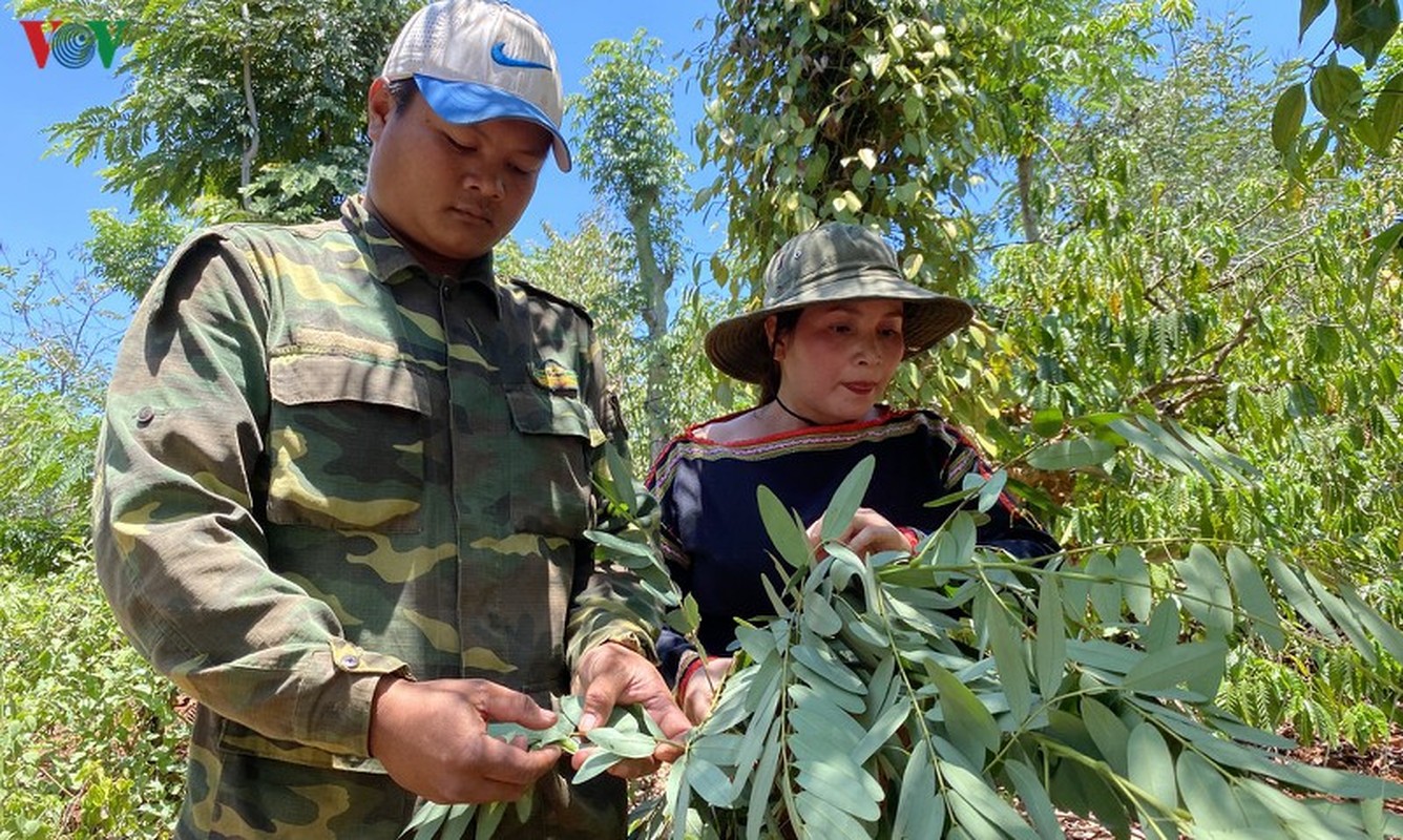 Tay Nguyen: San tom rung dac san kiem tien trieu moi ngay ngon o