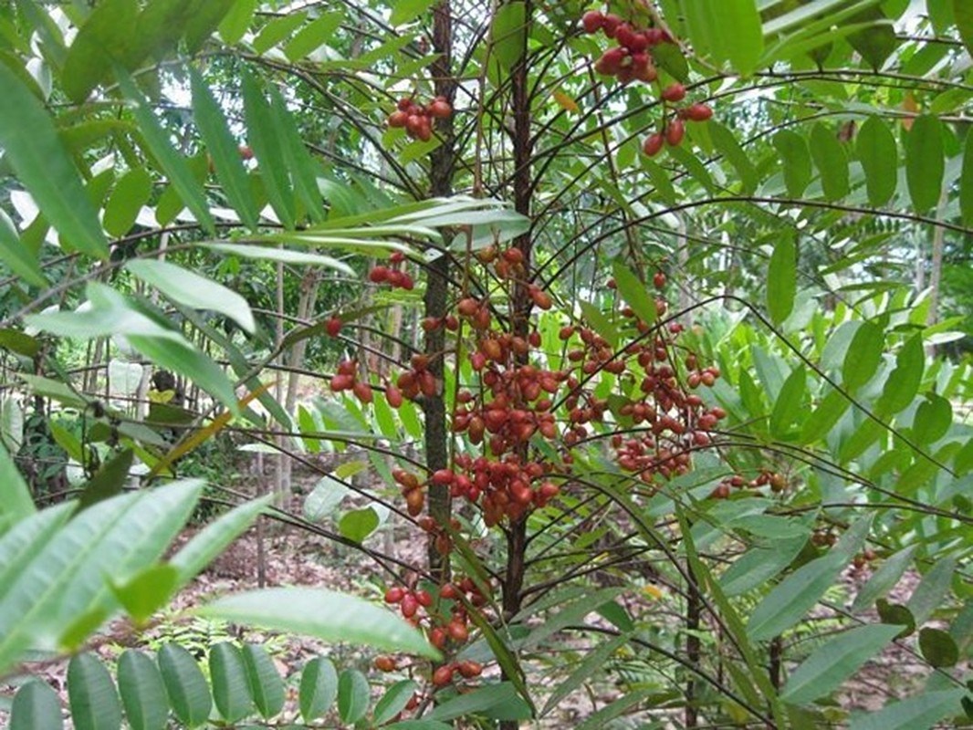 Bau vat cua ca nuoc, mot thoi khong ai ngo nay ra sao?-Hinh-2