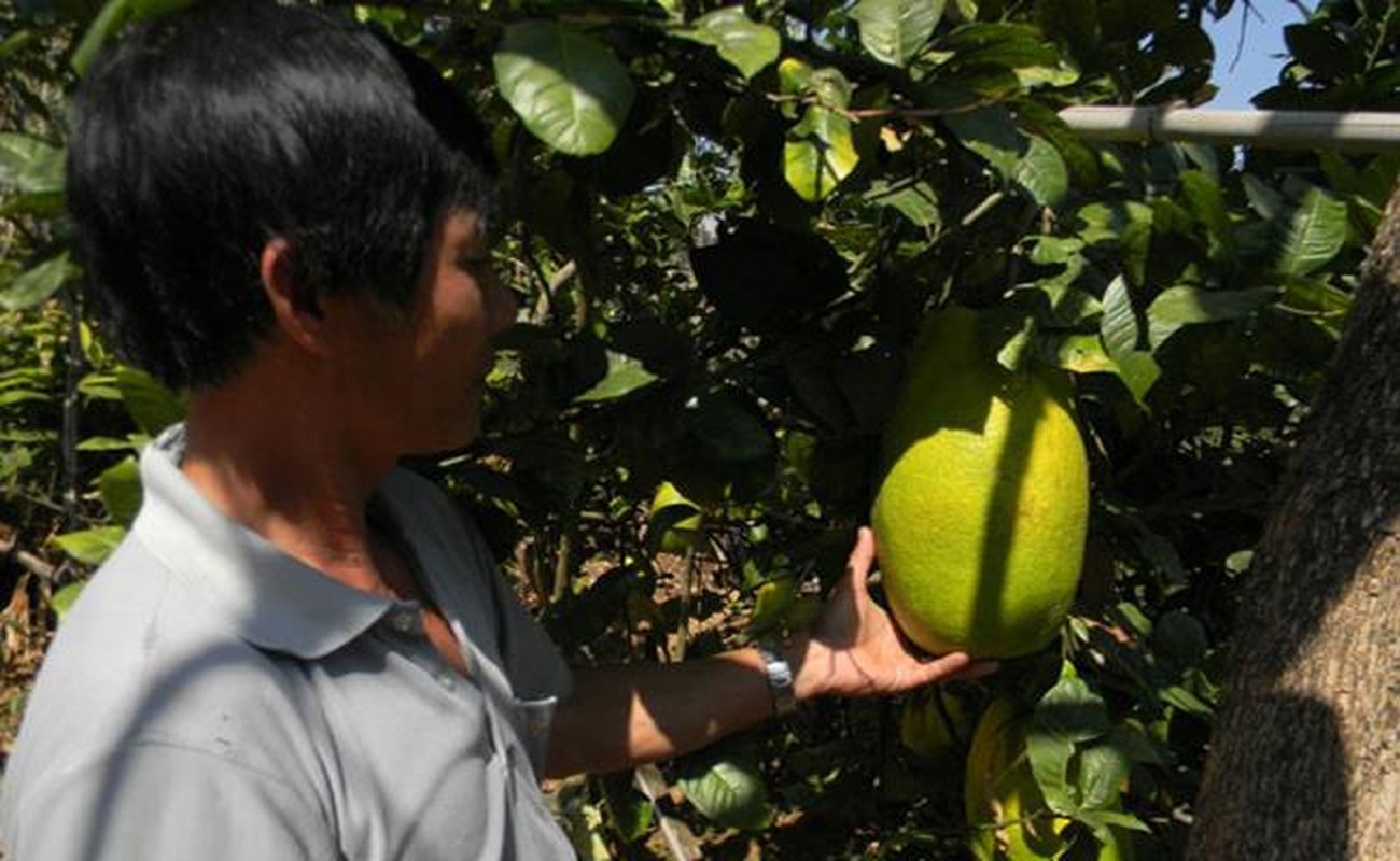 Nhung loai qua ky la chua chac nguoi Viet da biet-Hinh-15