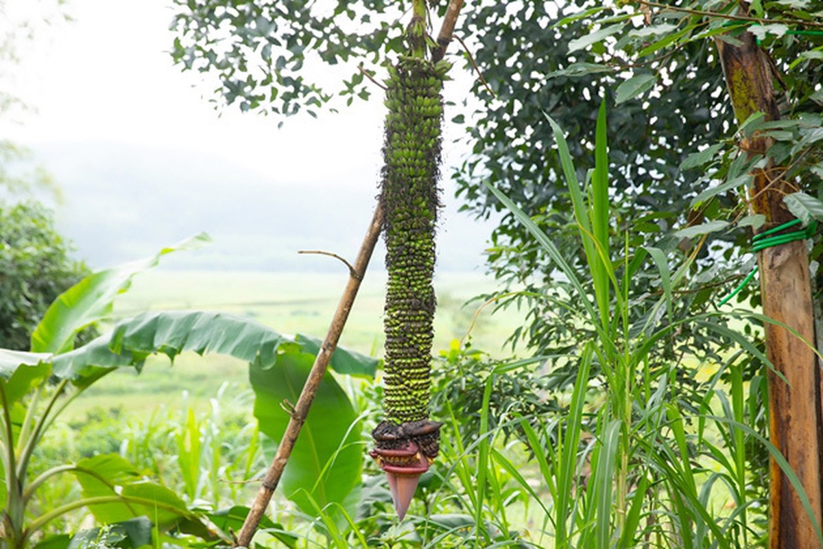 Dan ca 1 vung keo den xem buong chuoi hon 100 nai-Hinh-2