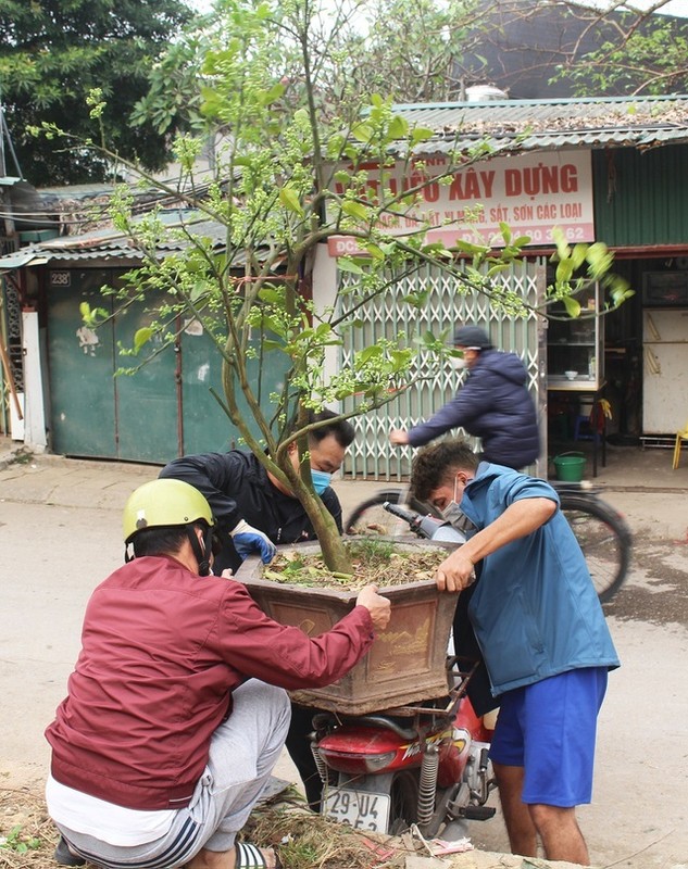 Dan Ha thanh vung tien lay ca cay lan chau hoa buoi-Hinh-4