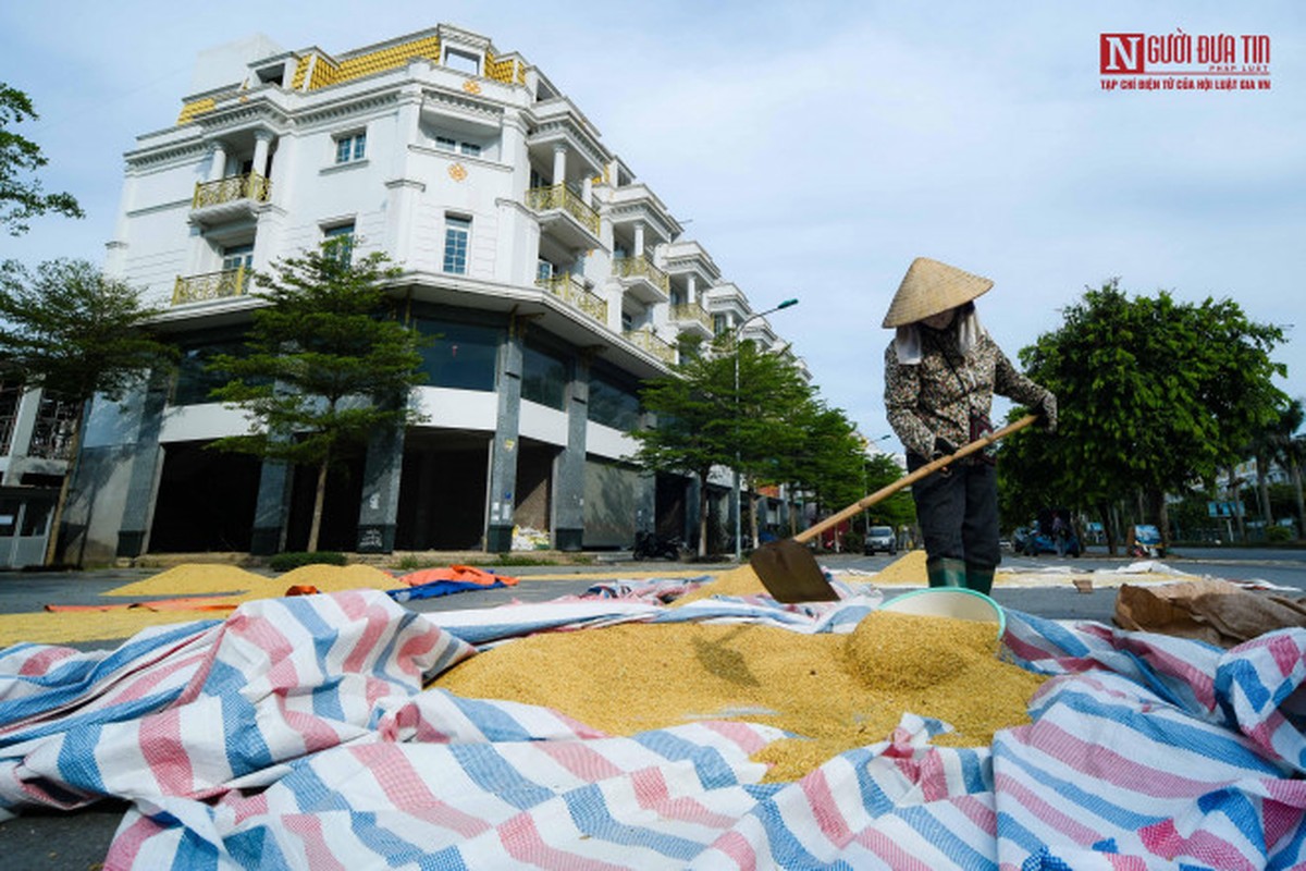 Nong dan phoi thoc vang uom tren con duong shophouse tien ty-Hinh-11