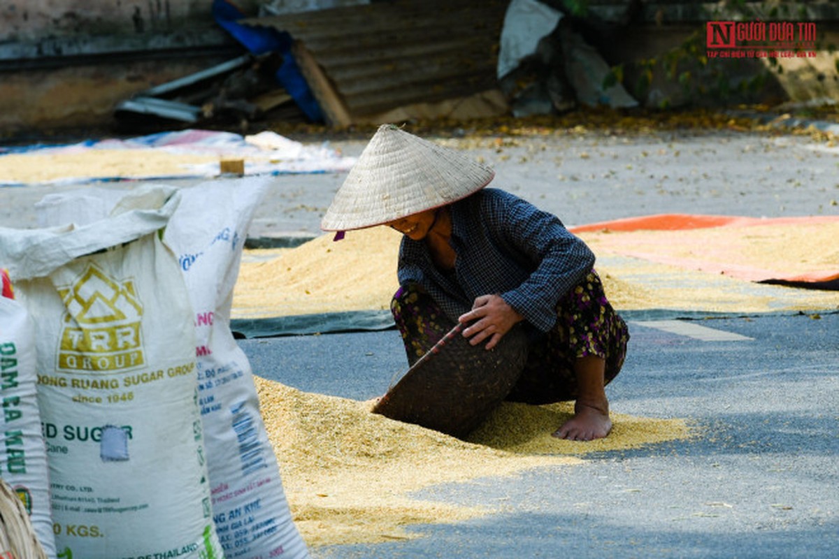 Nong dan phoi thoc vang uom tren con duong shophouse tien ty-Hinh-12