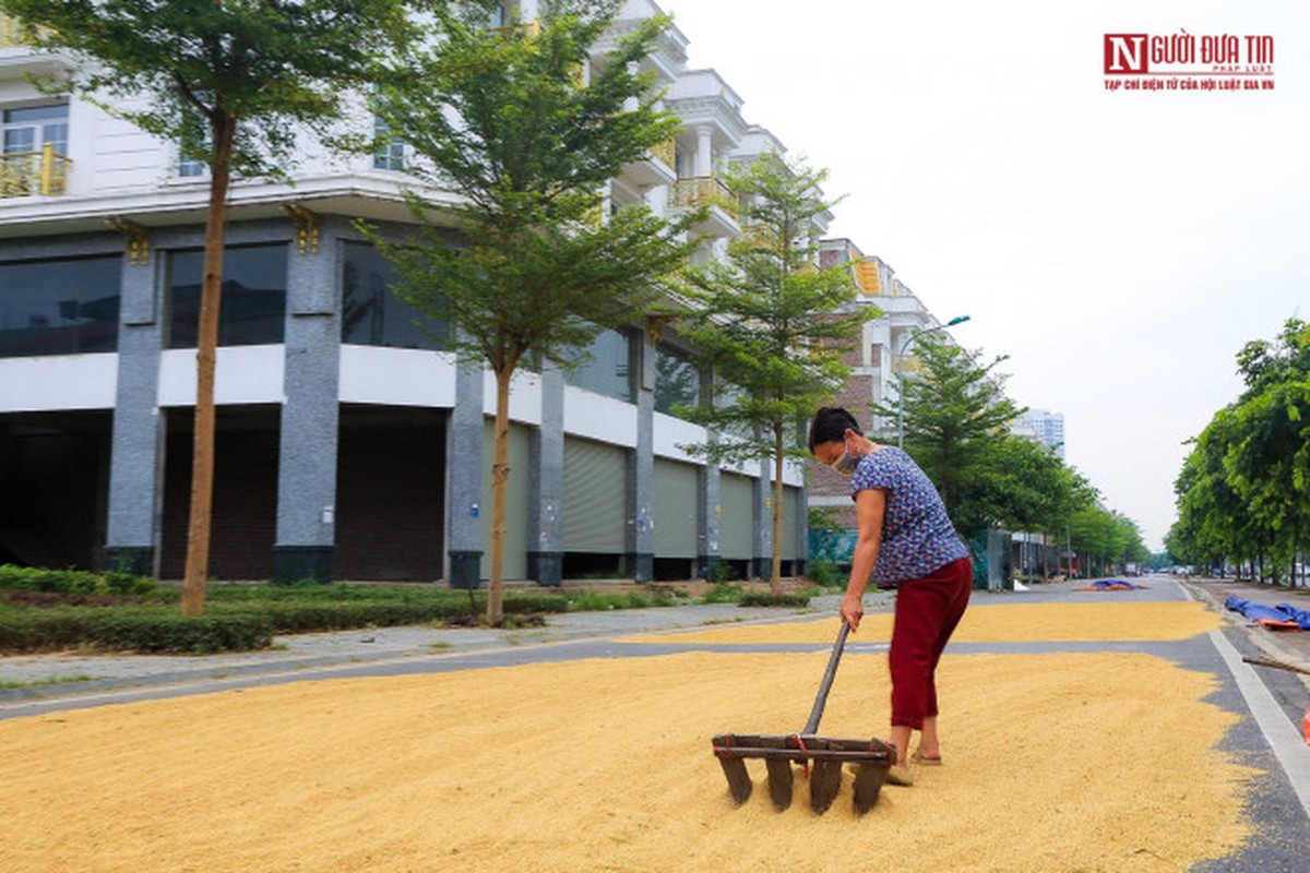 Nong dan phoi thoc vang uom tren con duong shophouse tien ty-Hinh-9