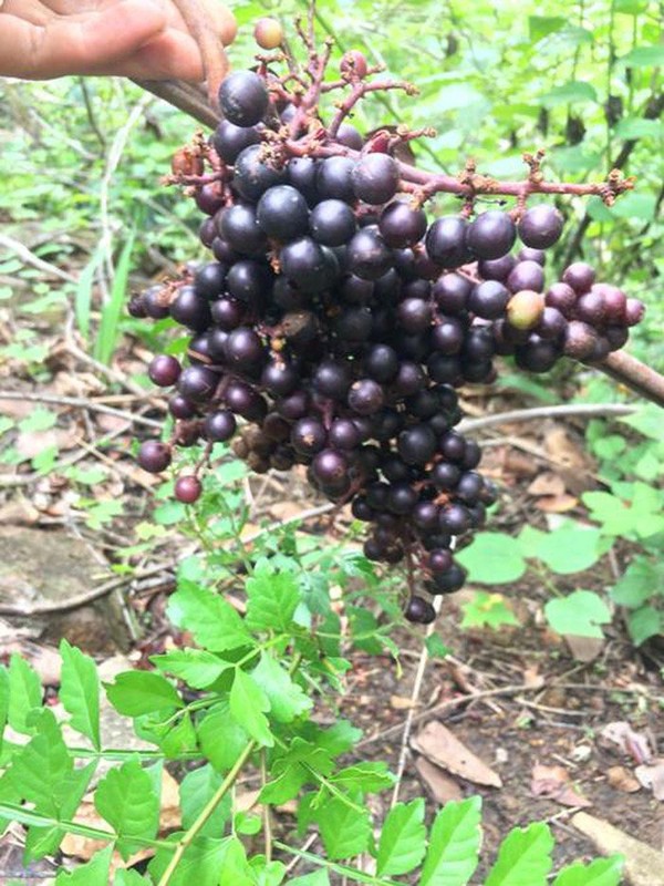 Loai nho moc hoang o bia rung Tay Bac, gia chang kem canh nho nhap ngoai-Hinh-2