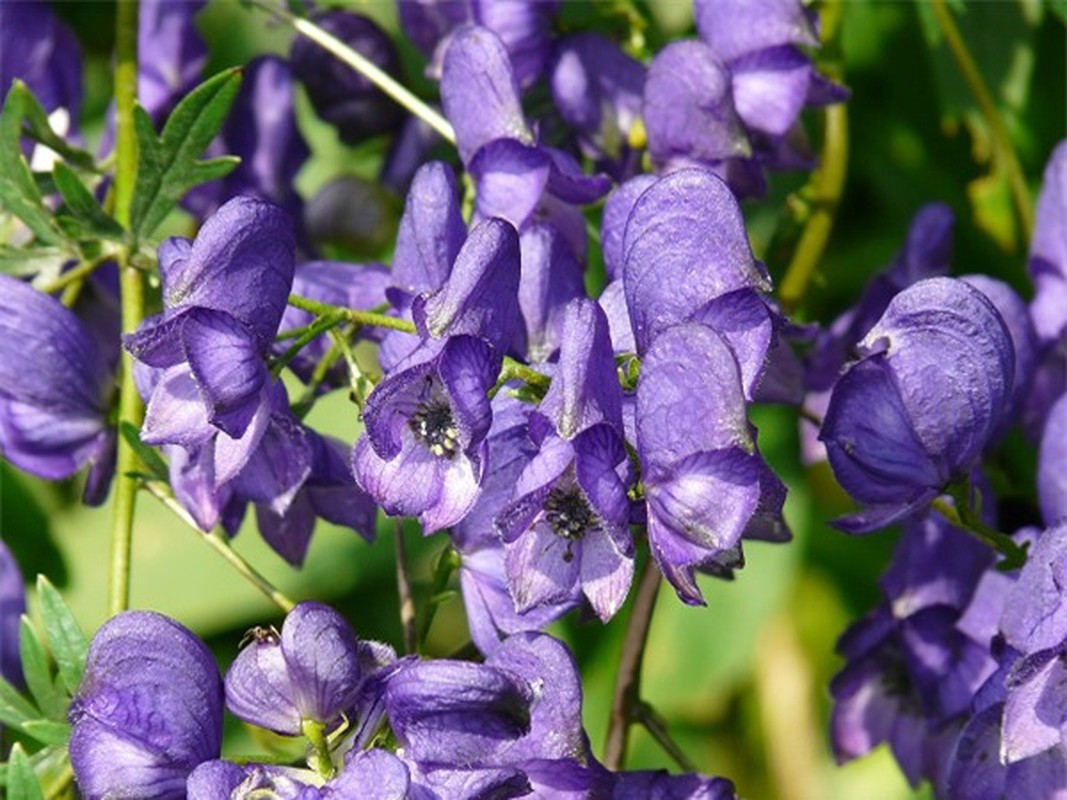 C&amp;acirc;y phụ tử (Aconitum napellus) chứa độc tố aconitine g&amp;acirc;y nguy hiểm cho những ai ăn phải thậm ch&amp;iacute; l&amp;agrave; chạm v&amp;agrave;o n&amp;oacute;. Ai bị ngộ độc thường c&amp;oacute; triệu trứng tiết nhiều nước bọt, n&amp;ocirc;n mửa, ti&amp;ecirc;u chảy, cảm gi&amp;aacute;c ngứa ran trong da, huyết &amp;aacute;p v&amp;agrave; tim bất thường, h&amp;ocirc;n m&amp;ecirc; v&amp;agrave; đ&amp;ocirc;i khi tử vong.