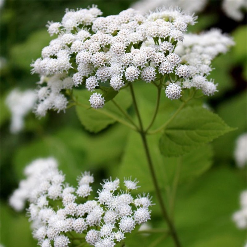 C&amp;acirc;y White Snakeroot chứa chất tremetol - một loại ancol kh&amp;ocirc;ng b&amp;atilde;o h&amp;ograve;a, c&amp;ocirc;ng thức h&amp;oacute;a học C16H22O3 - c&amp;oacute; thể g&amp;acirc;y ngộ độc nghi&amp;ecirc;m trọng ở người v&amp;agrave; gia s&amp;uacute;c.