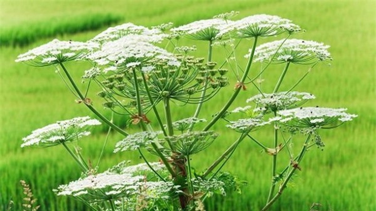 Ng&amp;ograve; t&amp;acirc;y khổng lồ (Heracleum mantegazzianum) g&amp;acirc;y độc cho c&amp;aacute;c lo&amp;agrave;i động vật theo h&amp;igrave;nh thức quang độc t&amp;iacute;nh. H&amp;oacute;a chất do c&amp;acirc;y tiết ra khi tiếp x&amp;uacute;c với da v&amp;agrave; phản ứng với &amp;aacute;nh s&amp;aacute;ng mặt trời sẽ g&amp;acirc;y bỏng.