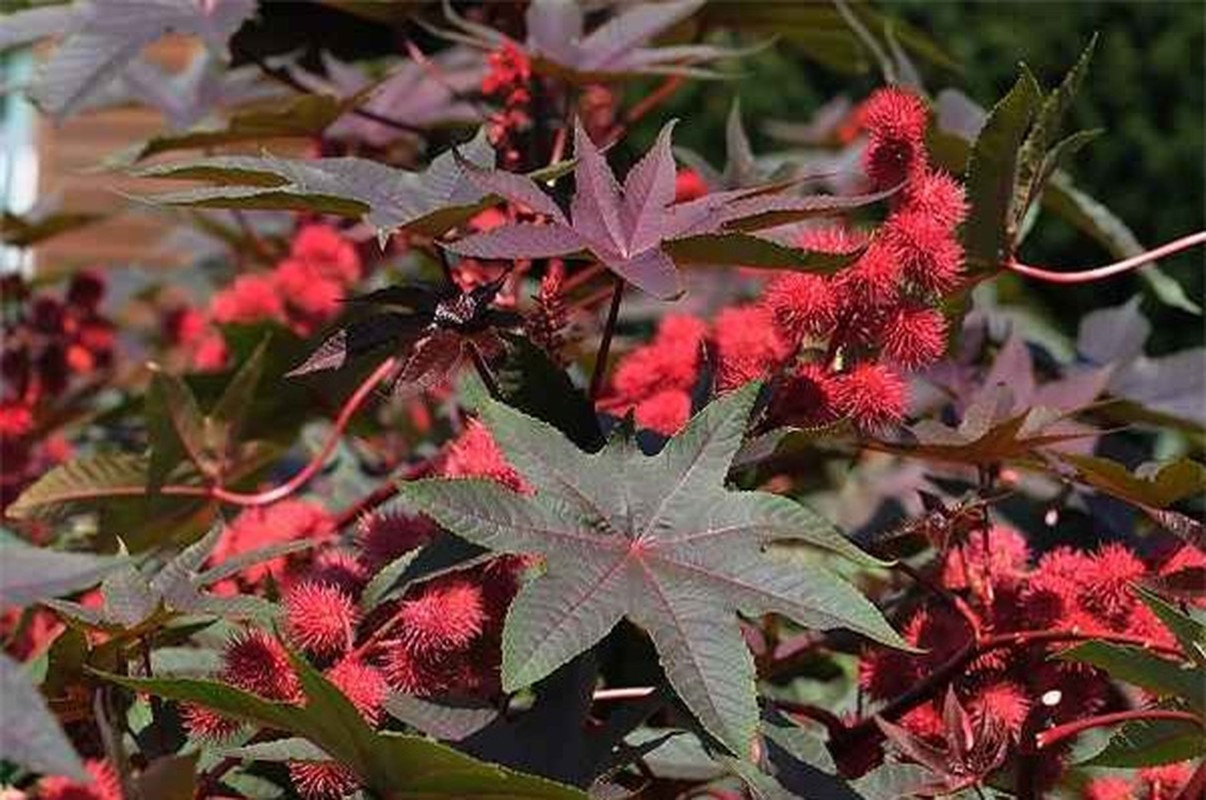 C&amp;acirc;y thầu dầu (Ricinus communis) c&amp;oacute; chứa chất ricin cực độc. Chất ricin g&amp;acirc;y chết người bởi n&amp;oacute; can thiệp v&amp;agrave;o qu&amp;aacute; tr&amp;igrave;nh trao đổi chất của tế b&amp;agrave;o cần thiết để duy tr&amp;igrave; sự sống. Nạn nh&amp;acirc;n c&amp;oacute; thể n&amp;ocirc;n mửa, ti&amp;ecirc;u chảy v&amp;agrave; co giật một tuần trước khi chết v&amp;igrave; suy tạng.