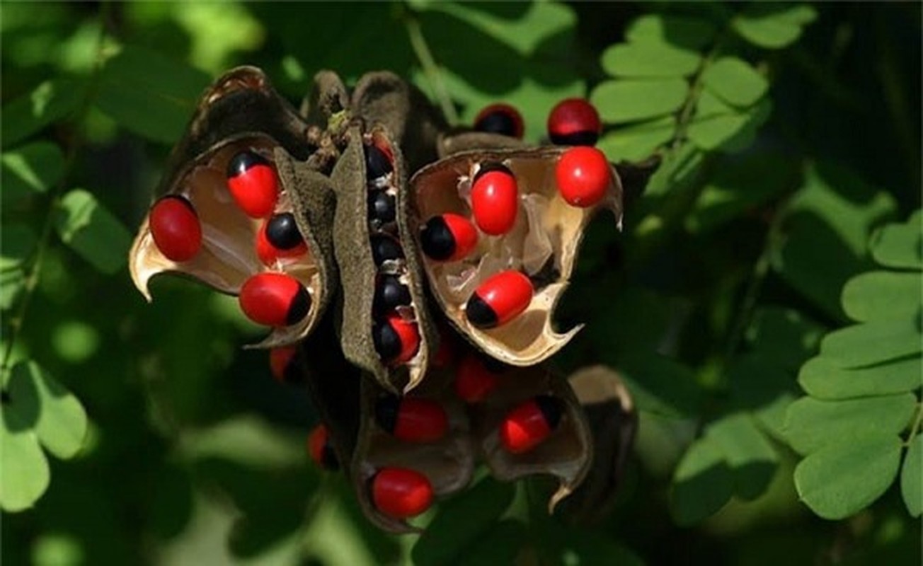 C&amp;acirc;y Rosary Pea chứa nhi&amp;ecirc;̀u abrin, hoạt động bằng c&amp;aacute;ch x&amp;acirc;m nhập v&amp;agrave;o c&amp;aacute;c tế b&amp;agrave;o của cơ thể để ức chế tổng hợp protein quan trọng. Kh&amp;ocirc;ng c&amp;oacute; thuốc giải độc cho abrin v&amp;agrave; điều trớ tr&amp;ecirc;u l&amp;agrave; hạt giống trong quả này được sử dụng l&amp;agrave;m trang sức tr&amp;ecirc;n to&amp;agrave;n thế giới.