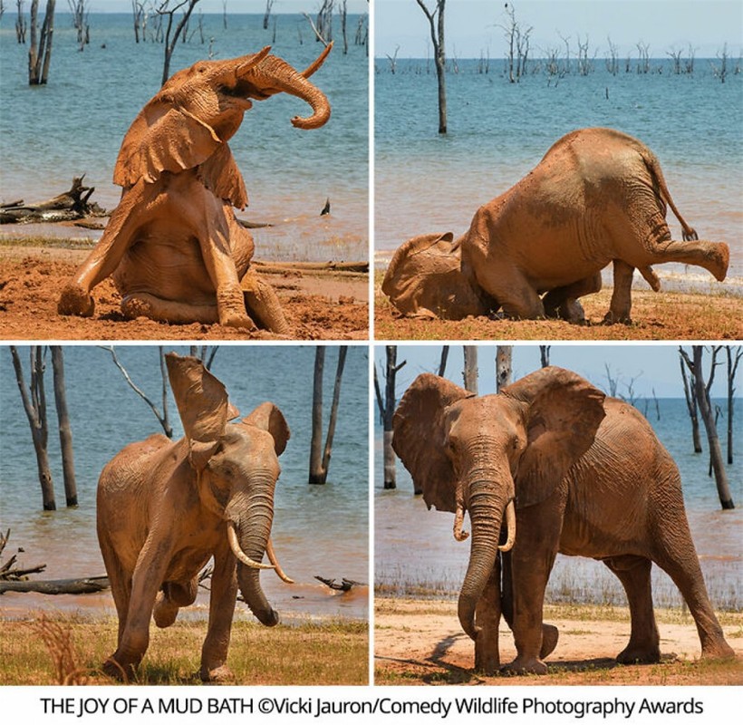 Một chú voi đang tận hưởng niềm vui được tắm bùn bên bờ hồ Kariba ở Zimbabwe trong một buổi trưa nóng nực. Khoảnh khắc này đã được nhiếp ảnh gia Vicki Jauron ghi lại đầy thú vị.