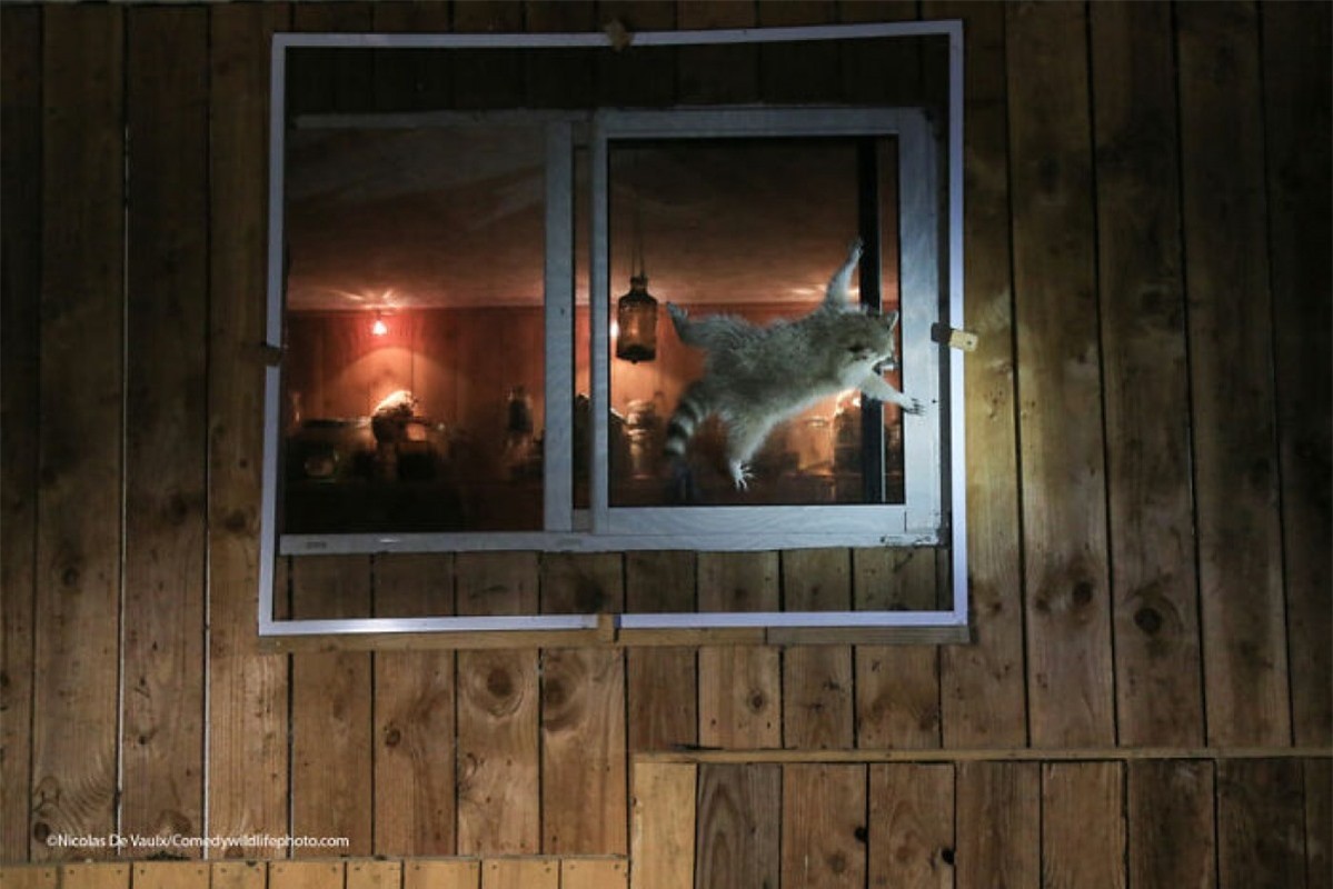 Thay vì đi vào bằng bên cửa sổ đã mở thì chú gấu mèo này lại chật vật với bên cửa sổ đóng để cố vào bên trong. Bức ảnh hài hước này của tác giả Nicolas De Vaulx.