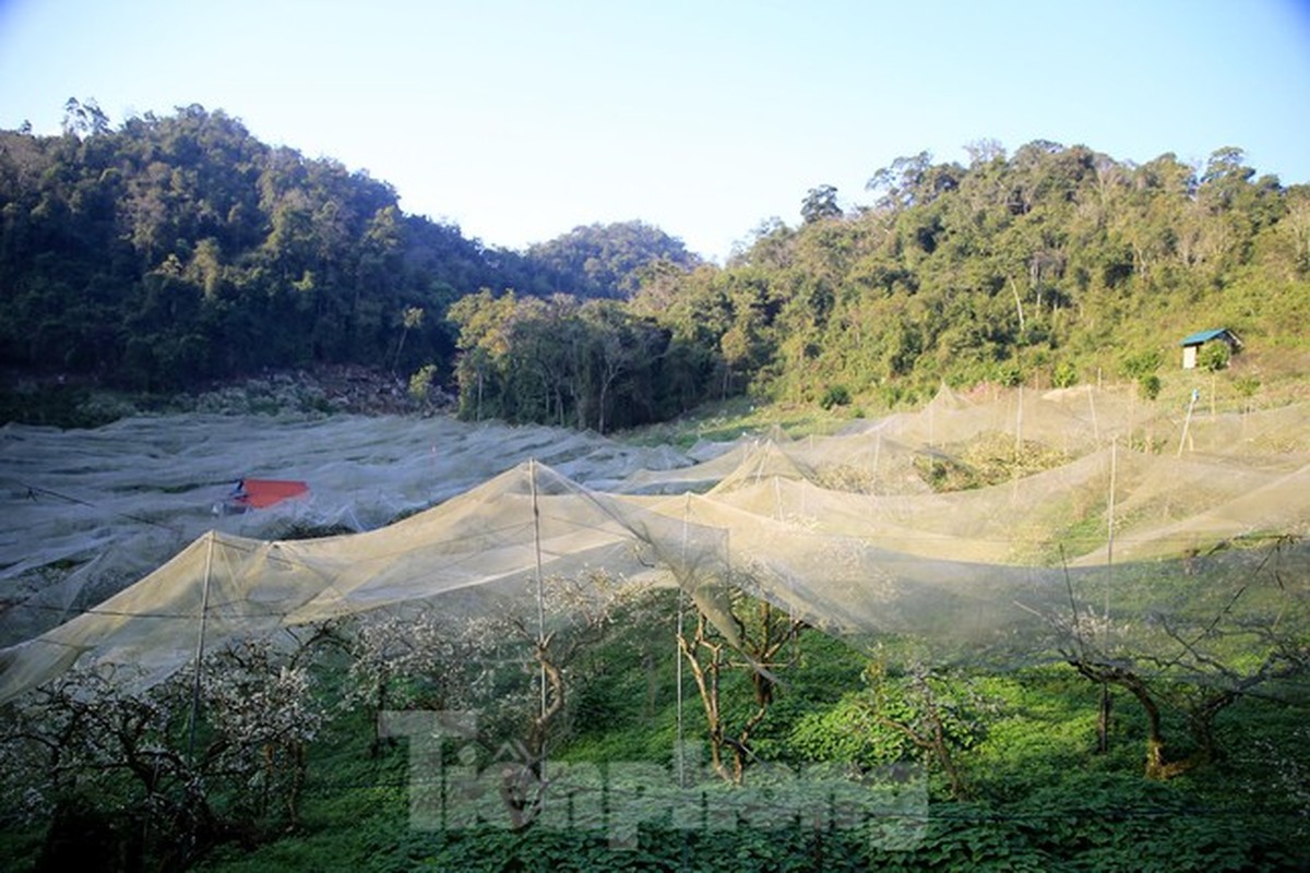 Rung hoa man no trang troi Moc Chau thu hut gioi tre