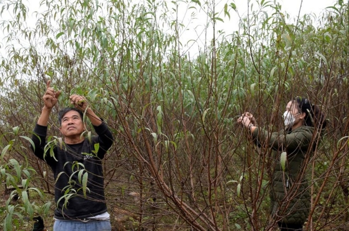 Tuot la dem tien - Nghe la nguoi Viet chi lam gan Tet-Hinh-10