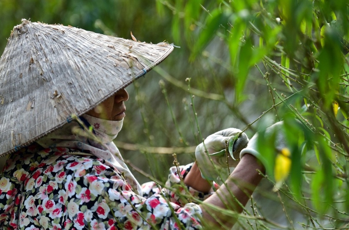 Tuot la dem tien - Nghe la nguoi Viet chi lam gan Tet-Hinh-12