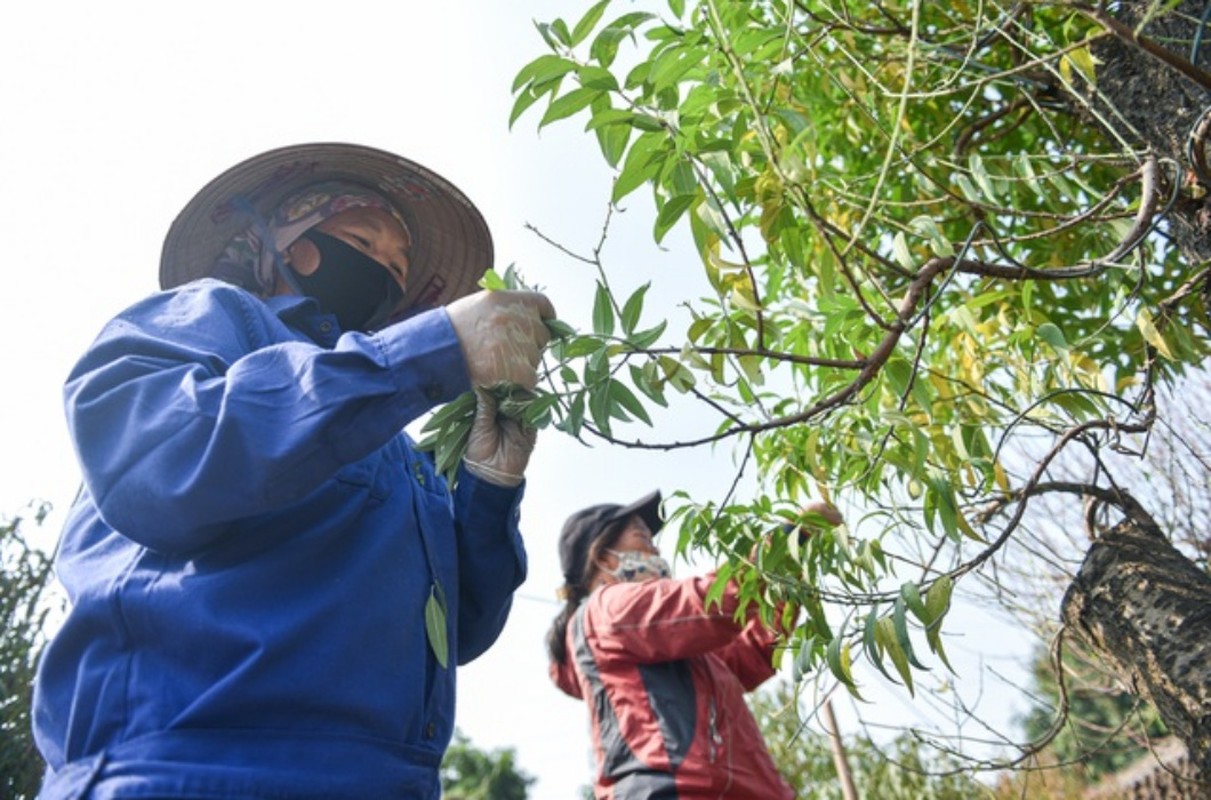 Tuot la dem tien - Nghe la nguoi Viet chi lam gan Tet-Hinh-13