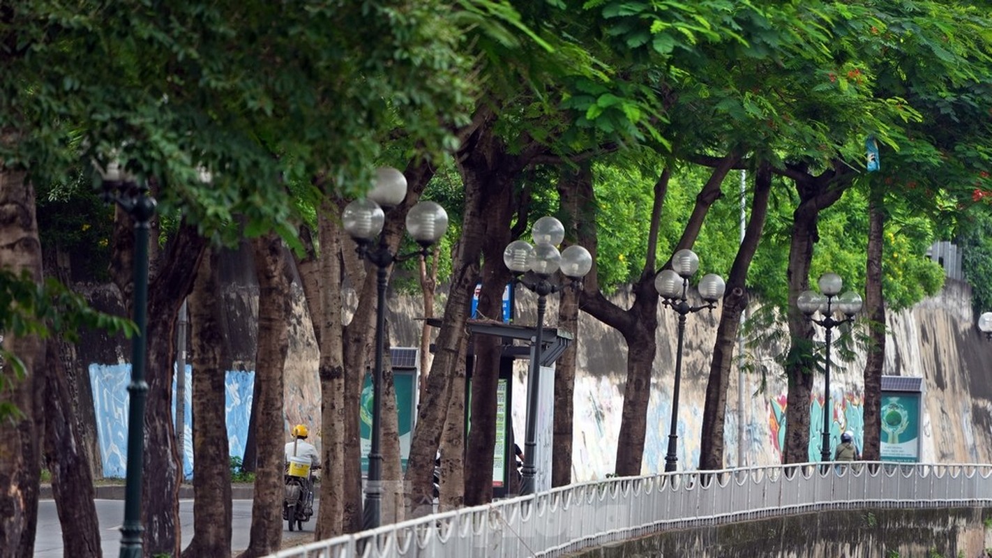 Nhung con duong rop bong cay xanh giua ngay he ‘do lua’ tai Ha Noi-Hinh-11