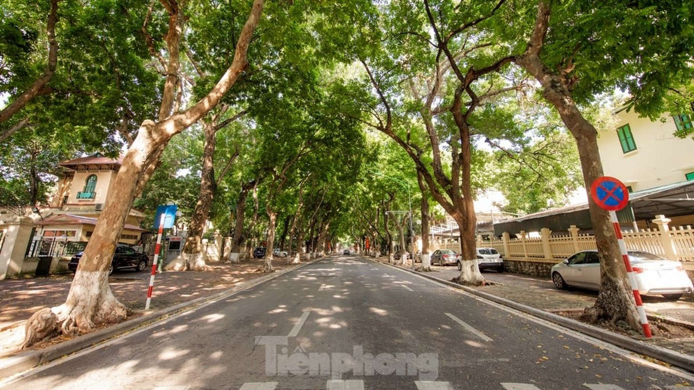 Nhung con duong rop bong cay xanh giua ngay he ‘do lua’ tai Ha Noi-Hinh-3