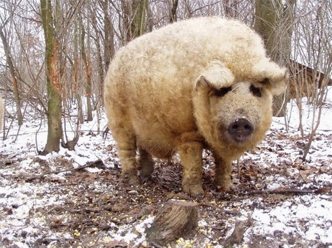 View - 	Giống lợn siêu hiếm,hồi sinh thần kỳ trên bờ vực tuyệt chủng
