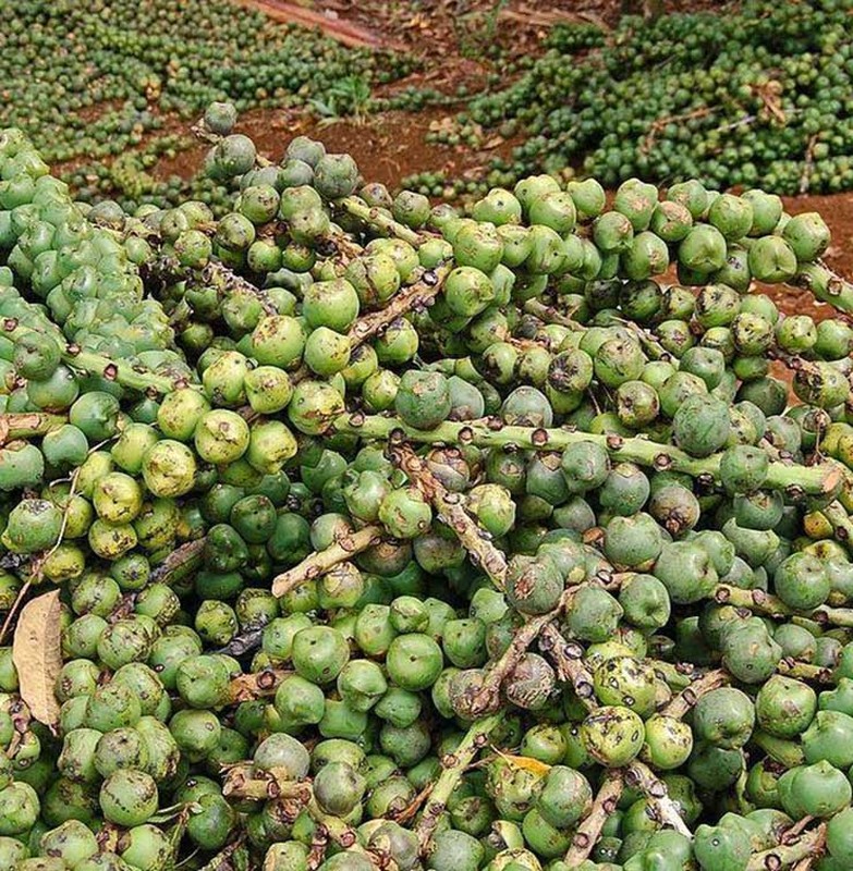 Cay dai xua khong ai ngo, nay dan di hai ve ban 240.000/kg-Hinh-2