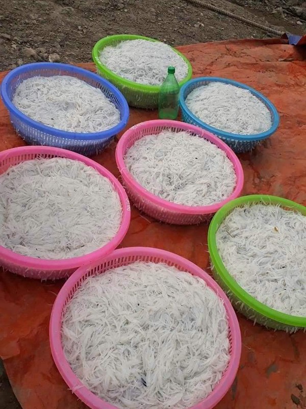 Viet Nam co loai ca khong xuong, xua gia re, gio cao ngat 400.000d/kg-Hinh-10