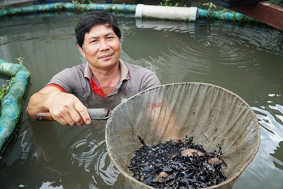 Loai ca suyt tuyet chung, nguoi dan mang ve nuoi kiem bon tien-Hinh-6