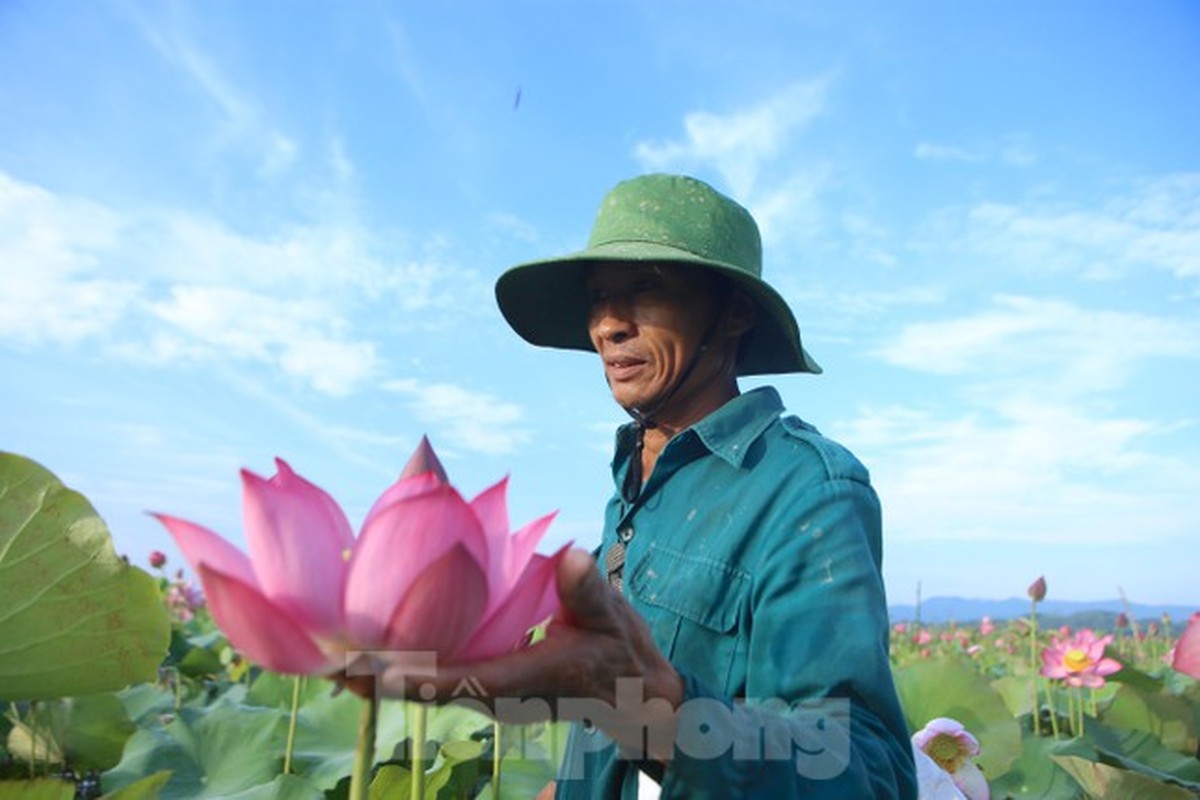 Dep ngo ngang canh dan thu hoach sen giua canh dong lon nhat Ha Tinh-Hinh-14