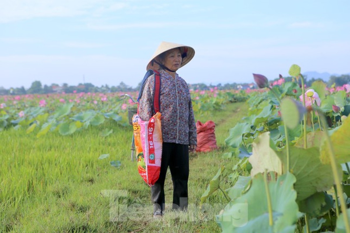 Dep ngo ngang canh dan thu hoach sen giua canh dong lon nhat Ha Tinh-Hinh-5