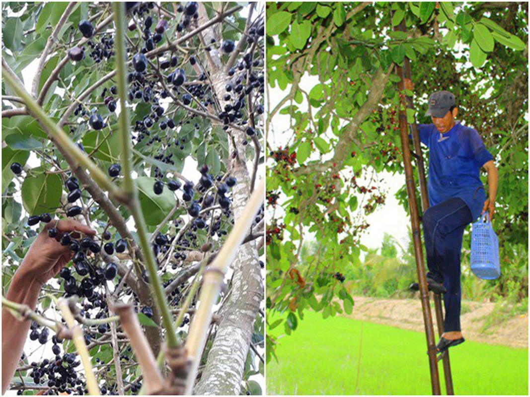 Loai qua moc dai o mien Tay, bong thanh dac san gia 200.000/kg-Hinh-2