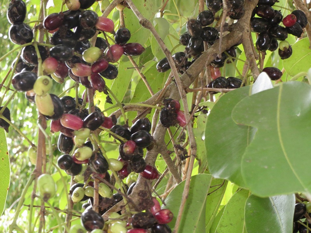 Loai qua moc dai o mien Tay, bong thanh dac san gia 200.000/kg-Hinh-3