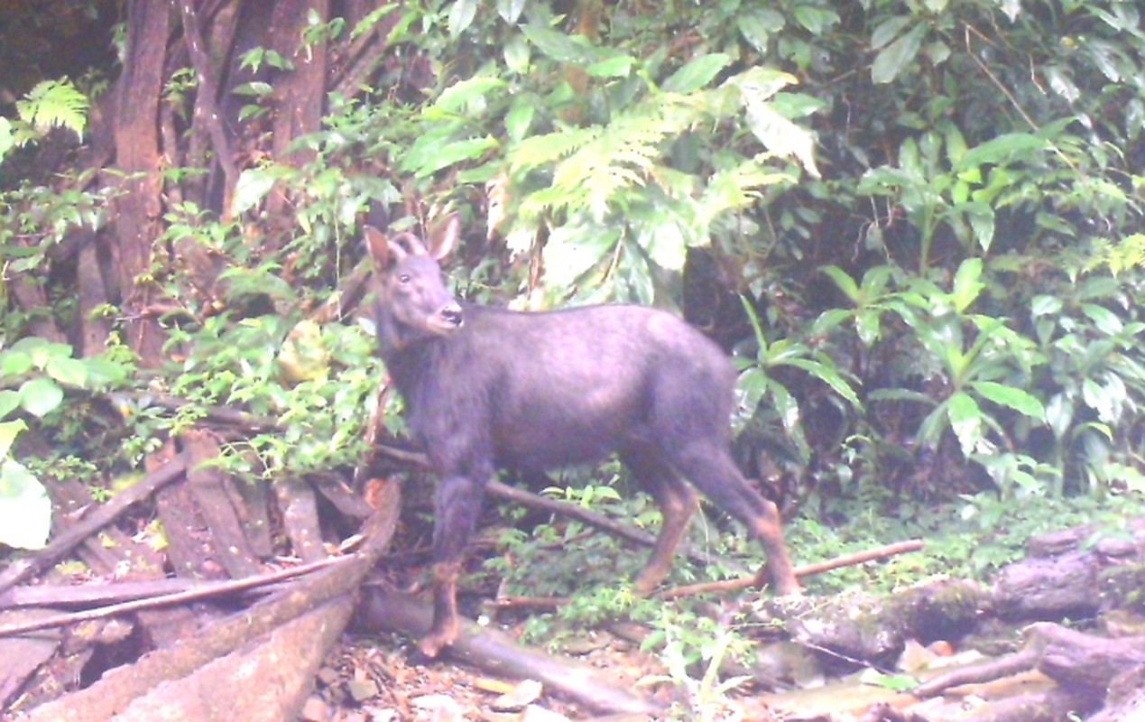 Nhieu loai dong vat quy hiem trong rung Pu Mat Nghe An-Hinh-5