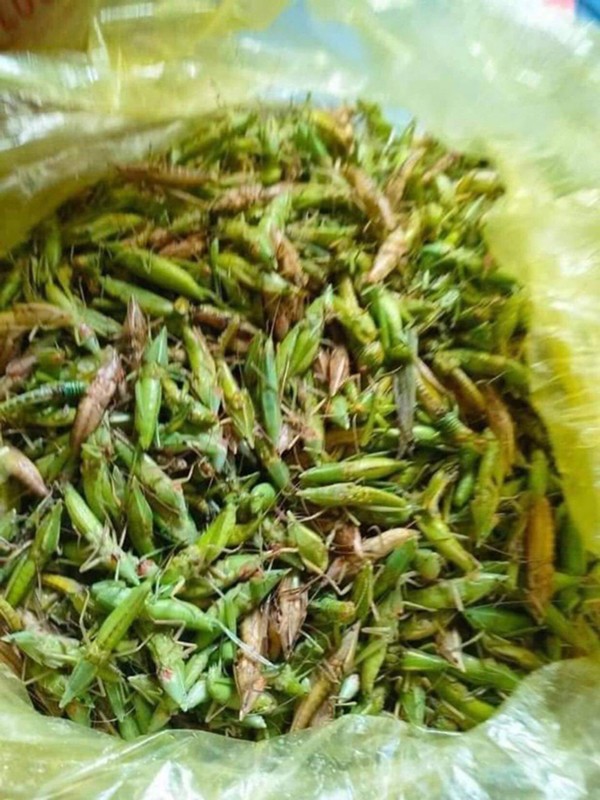 Dac san moi nam xuat hien 2 lan o dong, ban 300.000 dong/kg-Hinh-6