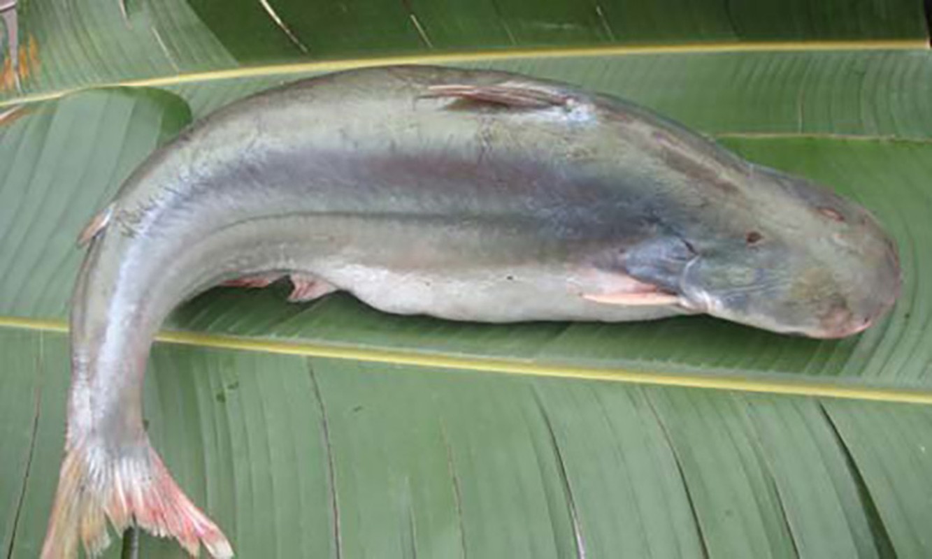 Loai ca co mui la gia 700.000 dong/kg, khong co hang de ban-Hinh-4