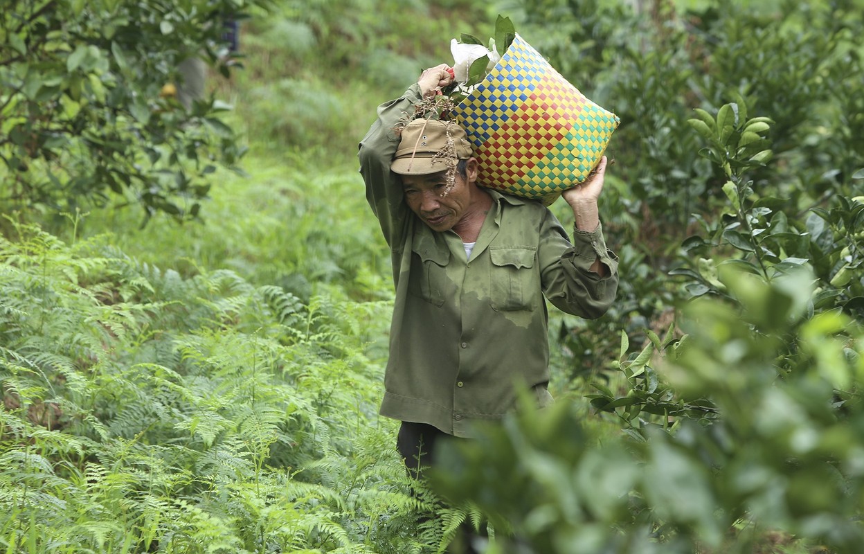 90.000 dong moi kg, cam dac san Ha Tinh van khong du ban-Hinh-11